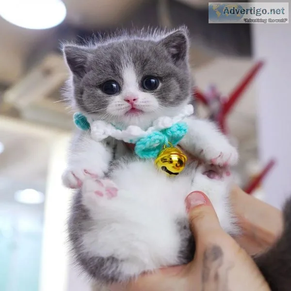munchkin cat adoption