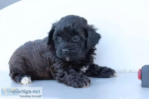 Bali male Shihpoo