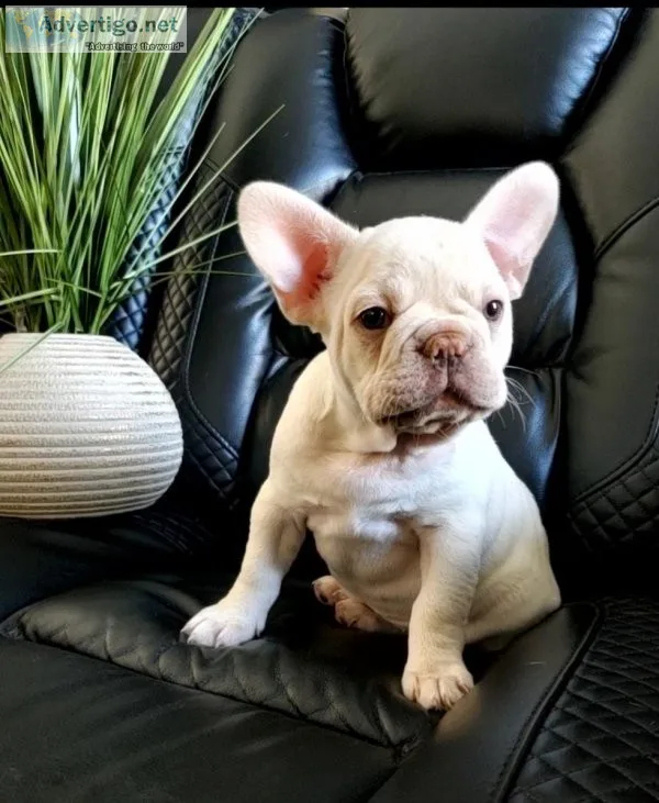 French Bulldog