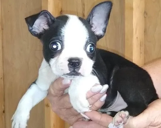 Boston puppy