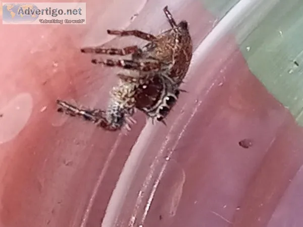 Phidipus putnami jumping spiders (captive bred)instar 5