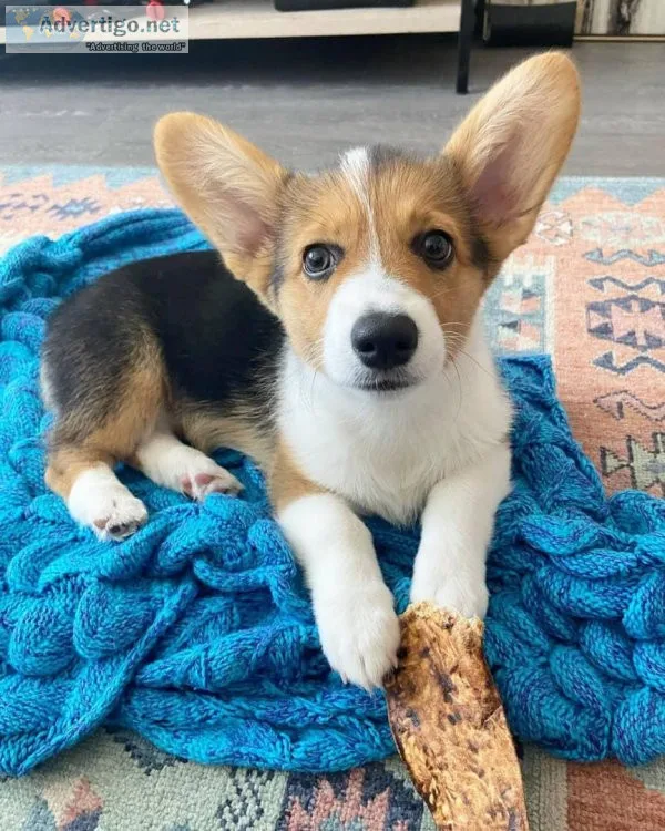 Cute Corgi puppy looking forever home