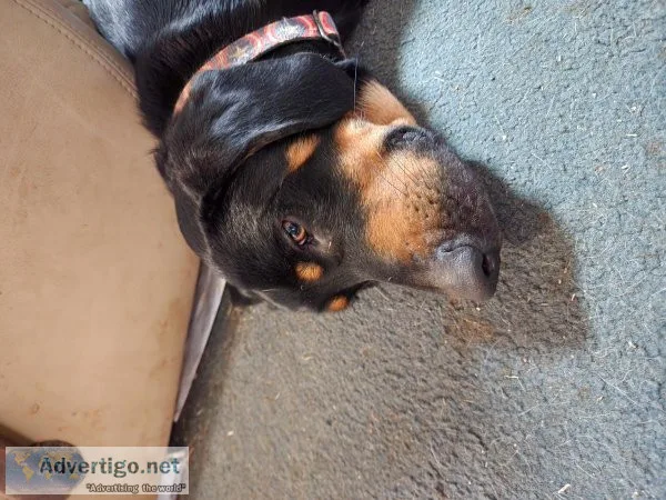 German Shephardbeagle