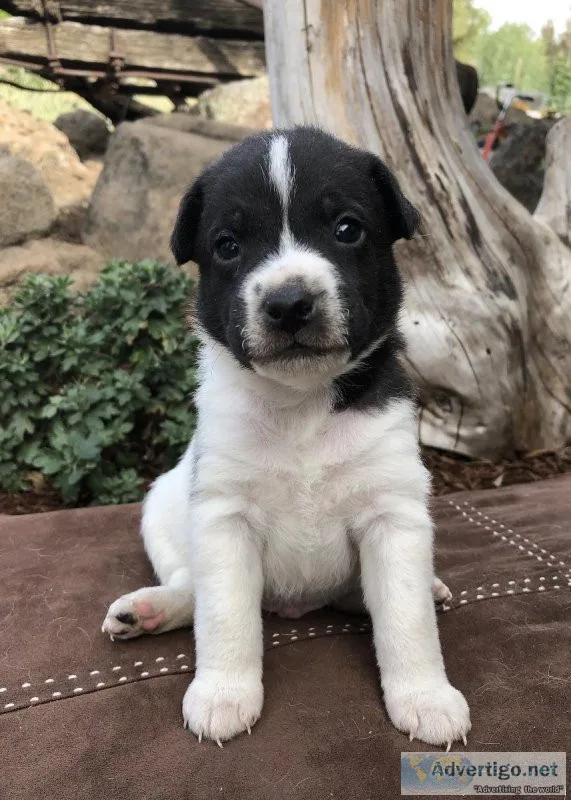 Beautiful Jack Russell terrier puppies