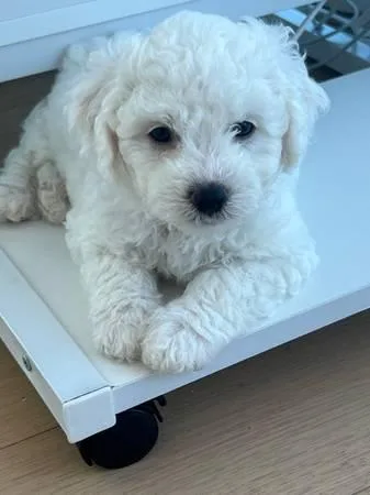 bichon frise puppies