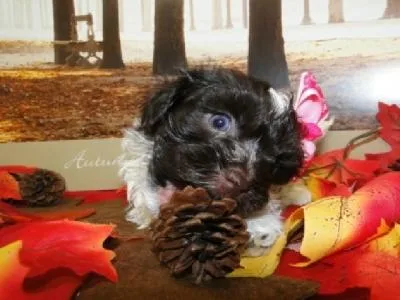 Havanese Puppies
