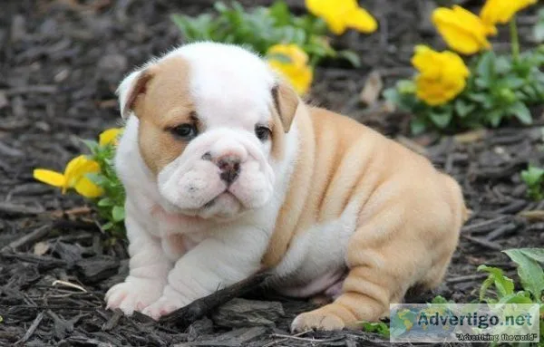 English Bulldog puppies with buttery fawn and white coat