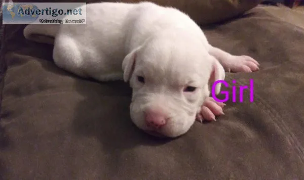 American Blue Nose pitbulls