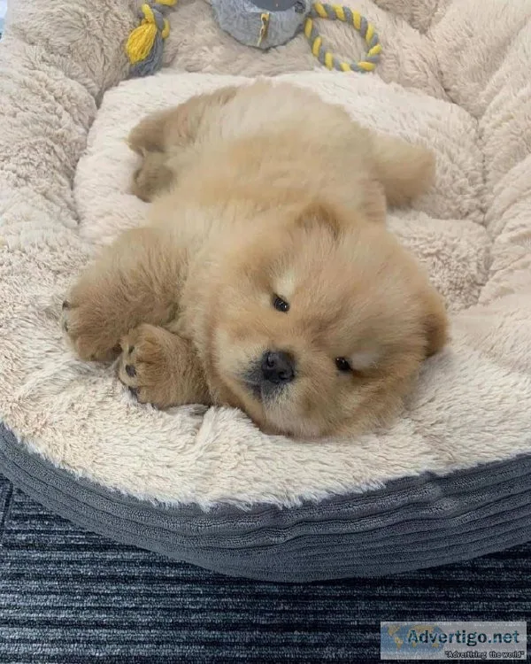 Chow Chow puppies for sale near me