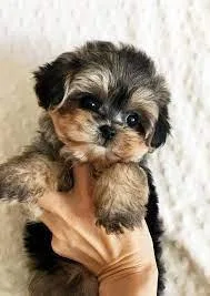 Mini Yorki poo teddy bear face.