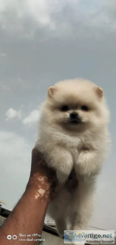 Buy High-Quality Dog Pups Online at Affordable Prices