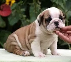 Awesome  English Bulldogs for adoption. One male and female left