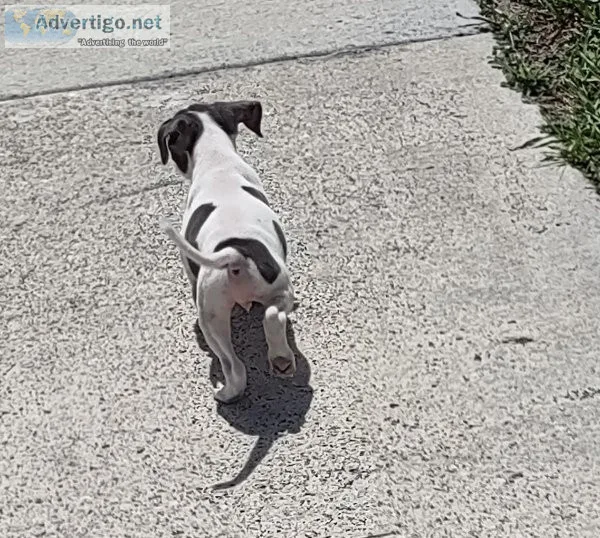 Bluenose Pitbull Puppies