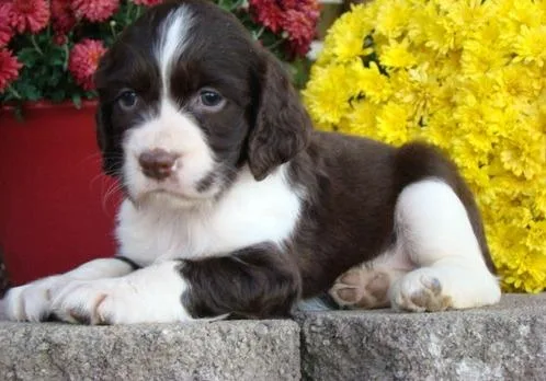 English Springer Puppies