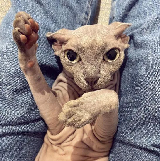 Cute baby sphynx