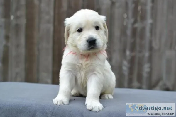 Attractive Golden Retriever Puppies