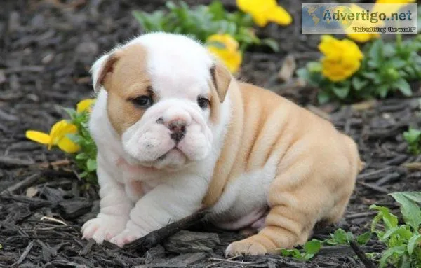 Breath Taking English Bulldog Puppy