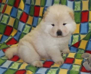 Chow Chow Puppies