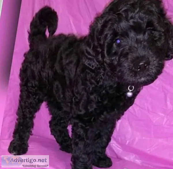 Labradoodle Pup