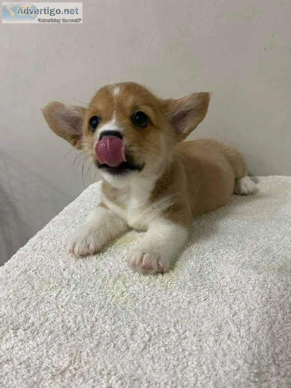 Pembroke Welsh corgi puppies for sale near me