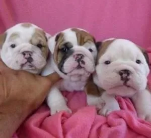 Marvelous English Bulldog Puppies