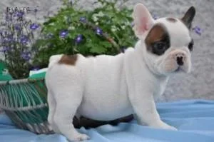 English Bulldog puppies available for adoption.