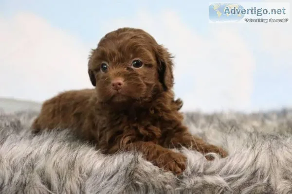Paris Female Shihpoo