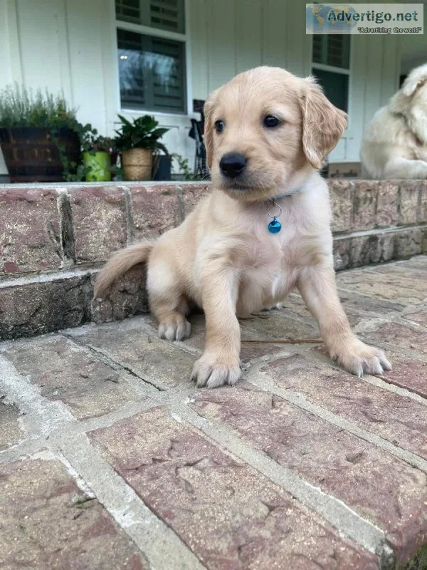 Golden retriever