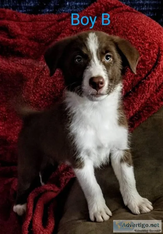 Border Collie Puppies