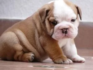Bulldog Pups