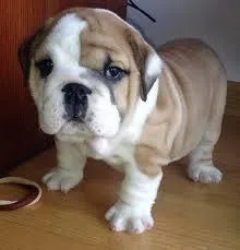 Top Quality English Bulldogs