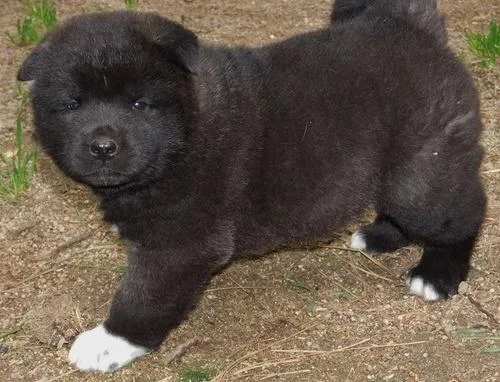 Adorable Akita puppies  for sale