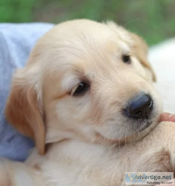 Golden retriever puppies