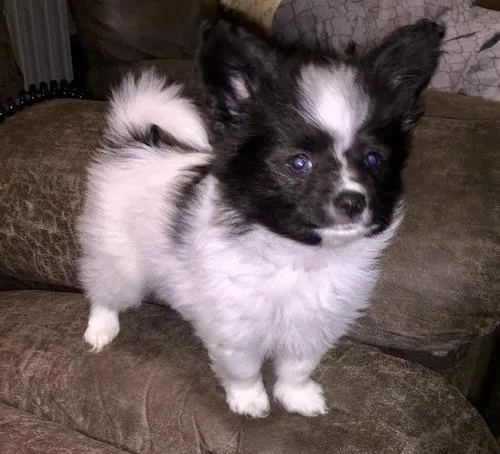 Amazing Papillon Puppies boys and girls