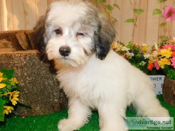 Chicago Toy Poodle 34 Type. NonsheddingAllergy Free.