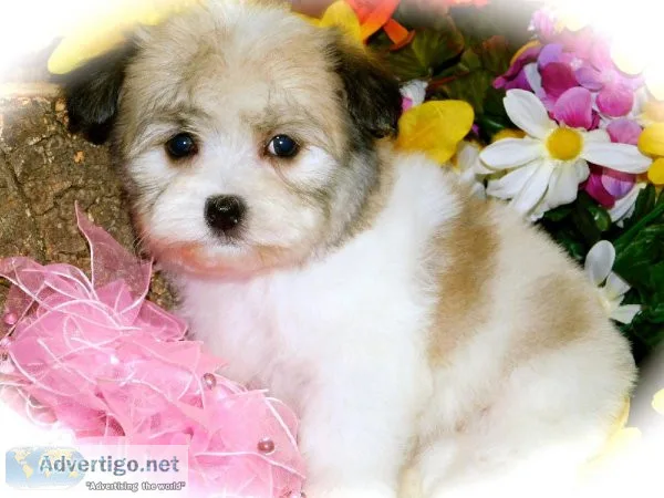Chicago Teddy Bear Babies. NonsheddingAllergy Free. Financing.