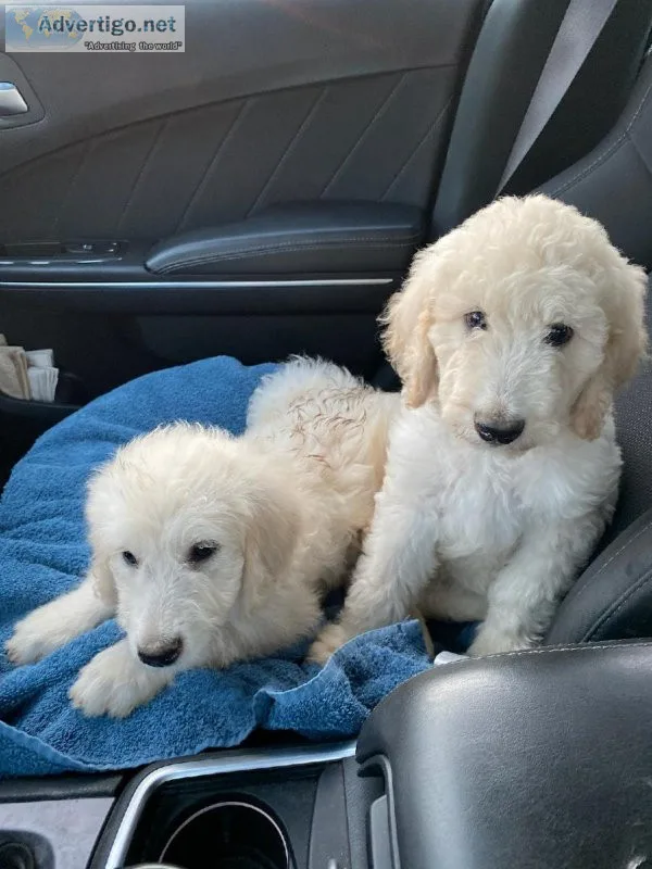 Labradoodles