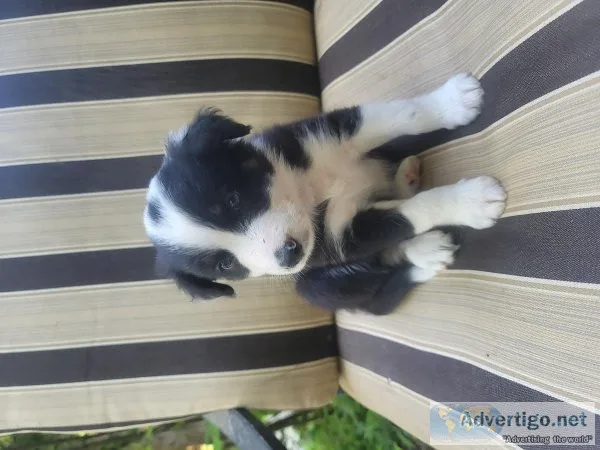 Border collie puppies for sale