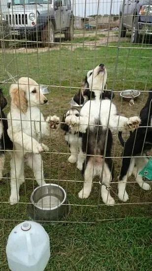 Afghan Hound puppies Available.