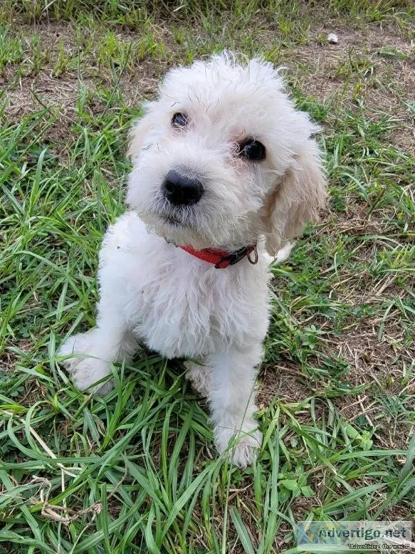 Female labradoodle