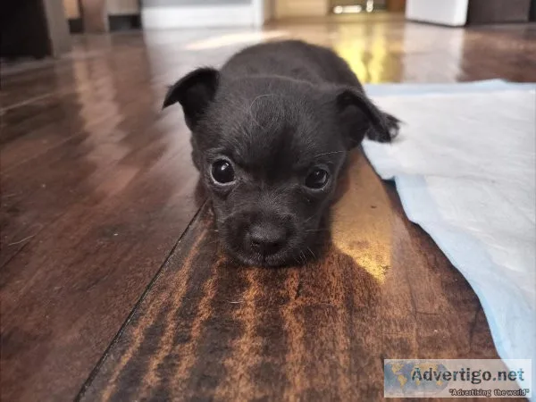 Female Chihuahua Mix Pup Needs Home