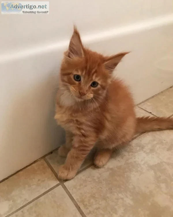 Maine Coon kitten
