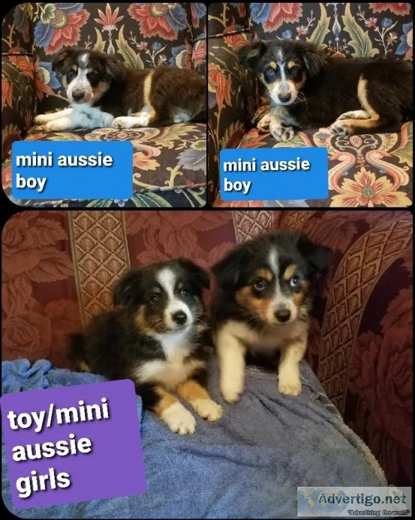 Australian shepherd