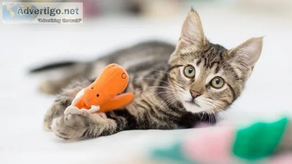 Best Cat Toys Online in Australia