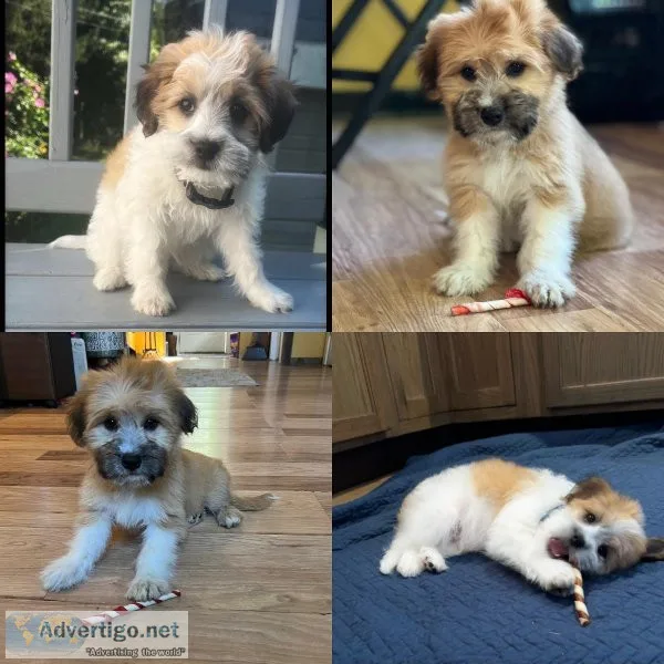 Shihpoo puppies