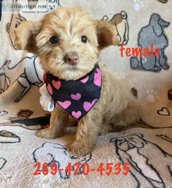 Yorkipoo puppy