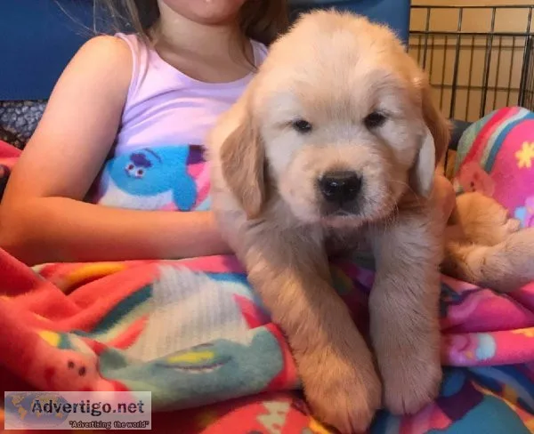 Adorable male and female Golden Retriever Puppies for Rehoming