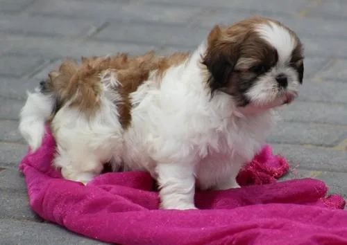 Well Socialized Shih Tzu puppies