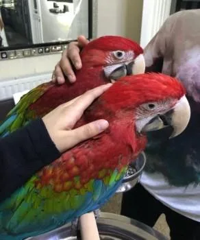2 years of Green Wings Macaws available
