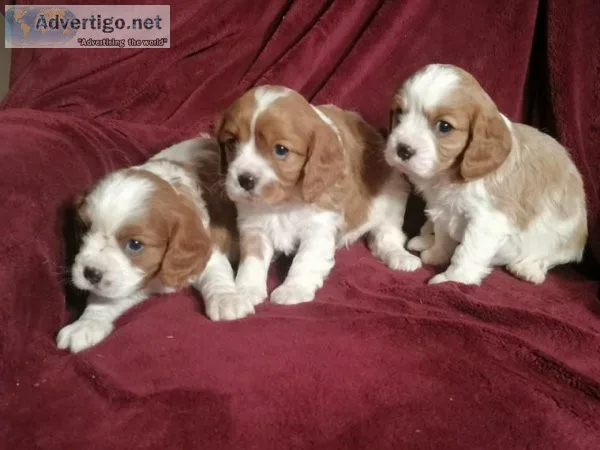 Affectionate Purebred Cavalier King Charles Puppies